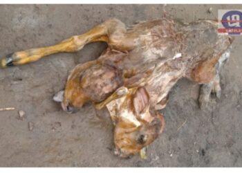 আউশগ্রামে ২ মাথা ৫ পা বিশিষ্ট বাছুরের জন্ম, চাঞ্চল্য এলাকায়