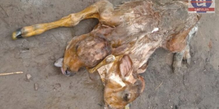 আউশগ্রামে ২ মাথা ৫ পা বিশিষ্ট বাছুরের জন্ম, চাঞ্চল্য এলাকায়