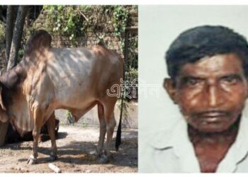 কাটোয়ায় মারকুটে ষাঁড় ‘ডন’-এর হামলায় প্রাণ হারালেন বৃদ্ধ গোপালক
