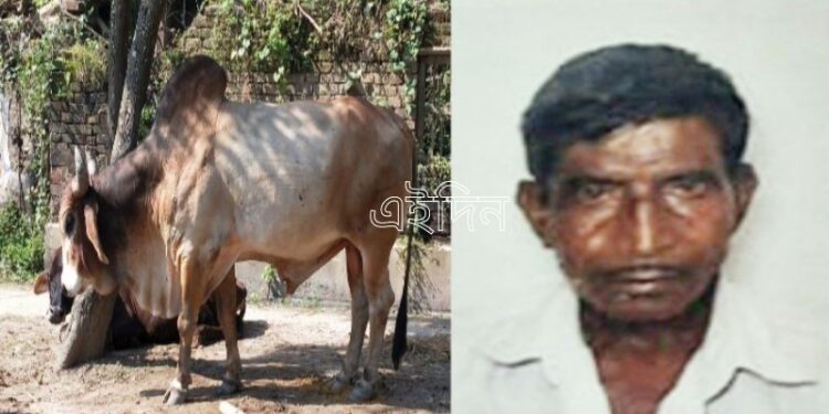 কাটোয়ায় মারকুটে ষাঁড় ‘ডন’-এর হামলায় প্রাণ হারালেন বৃদ্ধ গোপালক