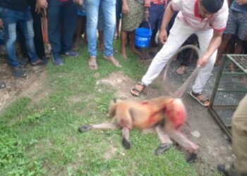 ভাতারের বেলডাঙ্গা গ্রামে পাগল হনুমানের কামড়ে জখম ১২,উদ্ধার করল বনদপ্তর