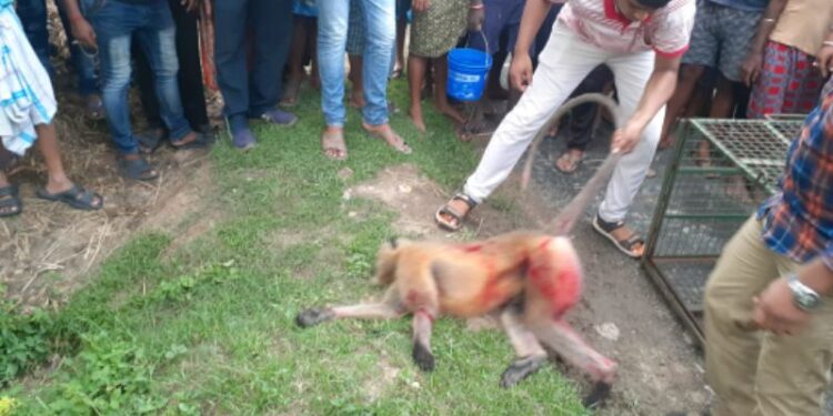 ভাতারের বেলডাঙ্গা গ্রামে পাগল হনুমানের কামড়ে জখম ১২,উদ্ধার করল বনদপ্তর