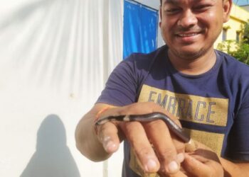 ভাতারে গৃহস্থের বাড়ি থেকে উদ্ধার ২৫ টি কেউটে সাপের ডিম, চাঞ্চল্য