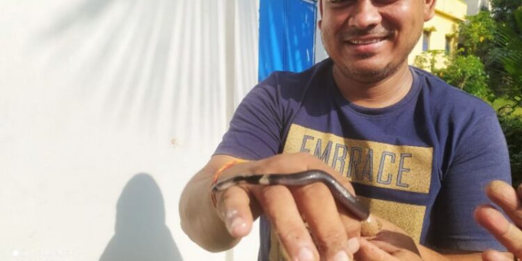 ভাতারে গৃহস্থের বাড়ি থেকে উদ্ধার ২৫ টি কেউটে সাপের ডিম, চাঞ্চল্য