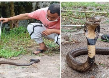 বিলুপ্তপ্রায় জখম কেউটে সাপকে উদ্ধার করে প্রাণ বাঁচালেন ভাতারের সর্পপ্রেমী যুবক