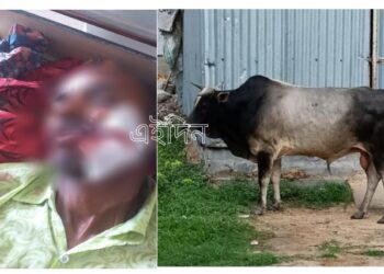 রাগী ষাঁড়ের গুঁতোয় প্রাণে বাঁচলেও মুখের একপাটি দাঁত খোয়ালেন শ্রমিক