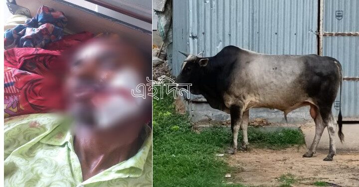রাগী ষাঁড়ের গুঁতোয় প্রাণে বাঁচলেও মুখের একপাটি দাঁত খোয়ালেন শ্রমিক