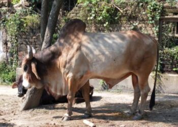 ঘুম পাড়ানি গুলিতে মৃত্যু কাটোয়ার মোস্তাপুর গ্রামের ত্রাস ‘ডন’ নামে ষাঁড়ের