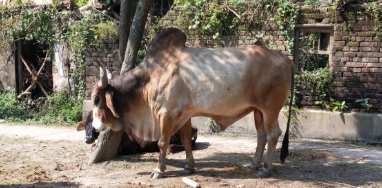 ঘুম পাড়ানি গুলিতে মৃত্যু কাটোয়ার মোস্তাপুর গ্রামের ত্রাস ‘ডন’ নামে ষাঁড়ের