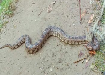 বড়জোড়ায় পাইথন উদ্ধার ঘিরে চাঞ্চল্য