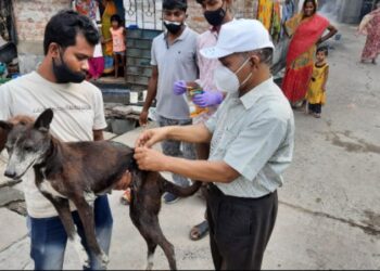 বর্ধমান শহরে পথ কুকুরদের অ্যান্টি-র‌্যাবিস টিকাকরনের উদ্যোগ স্বেচ্ছাসেবী সংস্থার