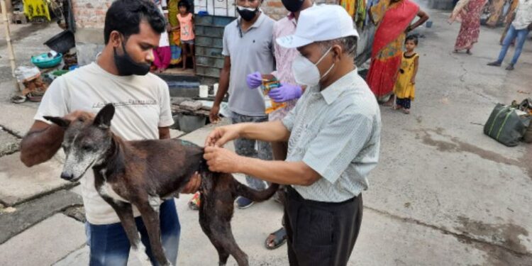 বর্ধমান শহরে পথ কুকুরদের অ্যান্টি-র‌্যাবিস টিকাকরনের উদ্যোগ স্বেচ্ছাসেবী সংস্থার