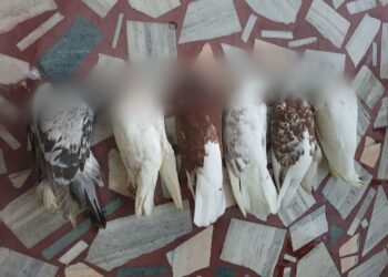 পায়রার মৃত্যু নিয়ে প্রতিবেশীর বিরুদ্ধে থানায় অভিযোগ দায়ের পক্ষীপ্রেমীর