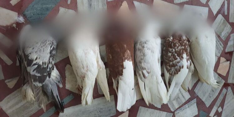 পায়রার মৃত্যু নিয়ে প্রতিবেশীর বিরুদ্ধে থানায় অভিযোগ দায়ের পক্ষীপ্রেমীর