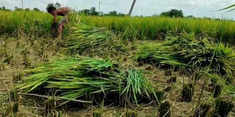 চাঁচলে অজানা রোগের সংক্রমন, বিঘার পর বিঘা জমির ধান নষ্ট, চিন্তায় চাষীরা