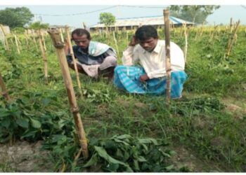 ভাতারে দুই ভাগচাষি লঙ্কাজমি নষ্ট করে দেওয়ার অভিযোগ