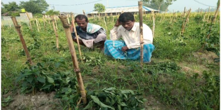 ভাতারে দুই ভাগচাষি লঙ্কাজমি নষ্ট করে দেওয়ার অভিযোগ