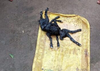 ৮ পা ৩ কান বিশিষ্ট ছাগল শাবকের জন্ম, দেখতে ভিড় কৃষকের  বাড়িতে