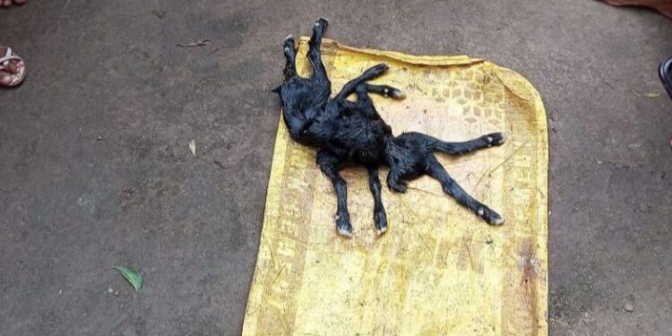 ৮ পা ৩ কান বিশিষ্ট ছাগল শাবকের জন্ম, দেখতে ভিড় কৃষকের বাড়িতে