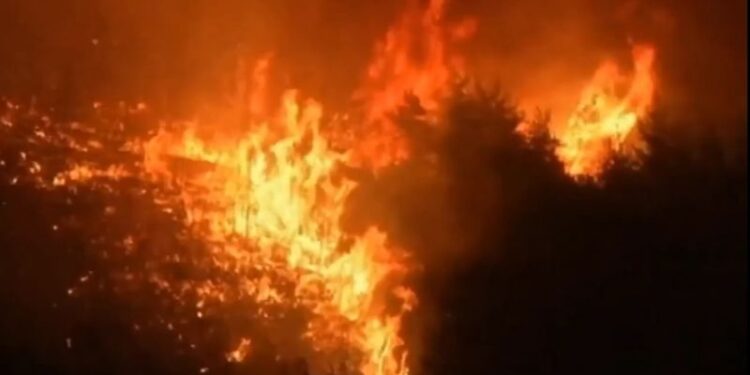 বনে আগুন ধরিয়ে কৃত্রিমভাবে দাবানলের সৃষ্টি করায় সিরিয়ায় ২৪ জনকে মৃত্যুদণ্ডের আদেশ