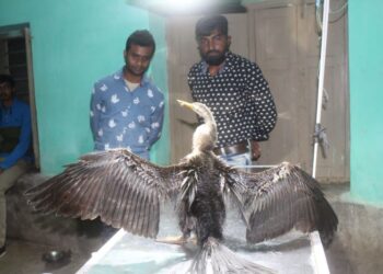 ভাতার থেকে আহত পরিযায়ী পাখি উদ্ধার করল পশুপ্রেমী স্বেচ্ছাসেবী সংগঠন