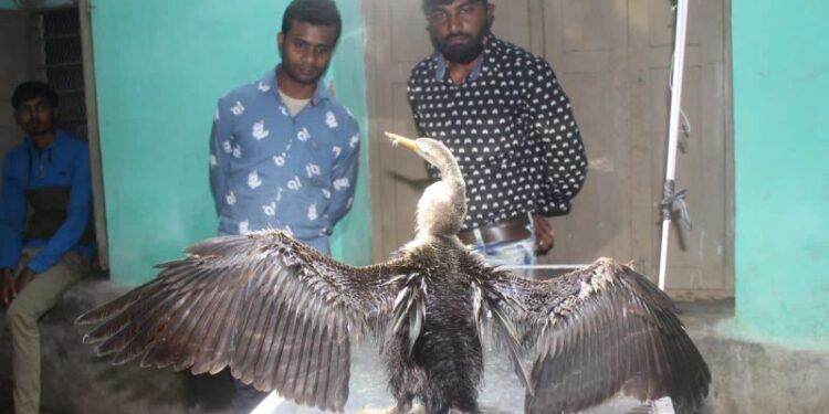 ভাতার থেকে আহত পরিযায়ী পাখি উদ্ধার করল পশুপ্রেমী স্বেচ্ছাসেবী সংগঠন