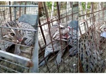 ভাতারে পেতে রাখা ফাঁদে ধরা পড়ল ‘মুরগি চোর’ বাঘরোল