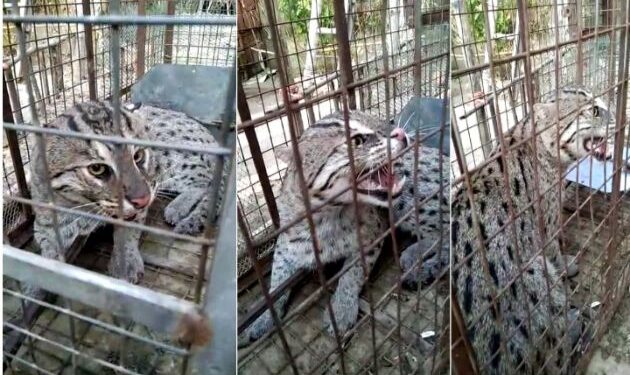 ভাতারে পেতে রাখা ফাঁদে ধরা পড়ল ‘মুরগি চোর’ বাঘরোল