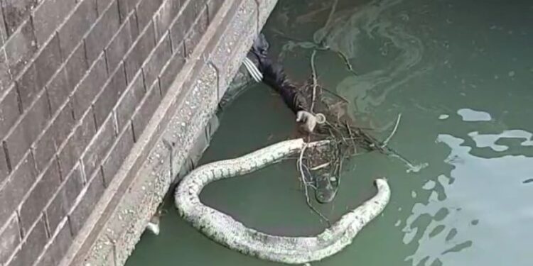 মৃতদেহের পাশেই ভাসছে মস্ত ময়াল, চাঞ্চল্য বীরভূমে