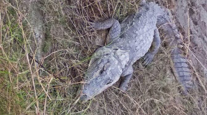 ভাগীরথীর চরে কুমিরকে দাপিয়ে বেড়াতে দেখে আতঙ্ক ছড়ালো পূর্বস্থলীতে