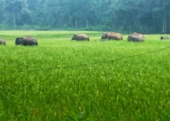 পাত্রসায়রে ধানজমিতে দাপিয়ে বেড়াচ্ছে হাতির দল, ব্যাপক ক্ষয়ক্ষতির মুখে কৃষকরা