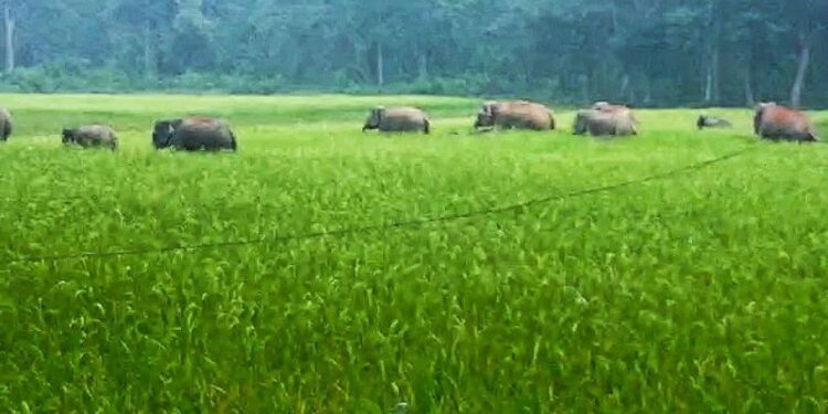 পাত্রসায়রে ধানজমিতে দাপিয়ে বেড়াচ্ছে হাতির দল, ব্যাপক ক্ষয়ক্ষতির মুখে কৃষকরা
