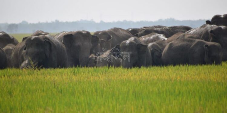 হাতির দলের হানা রাজ্যের শস্যগলা পূর্ব বর্ধমানে, গলসি ও আউশগ্রামে ব্যপক ক্ষতি ফসলের
