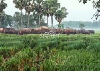 আউশগ্রাম এলাকা ছাড়তে নারাজ বাঁকুড়া থেকে আসা গজরাজবাহিনী