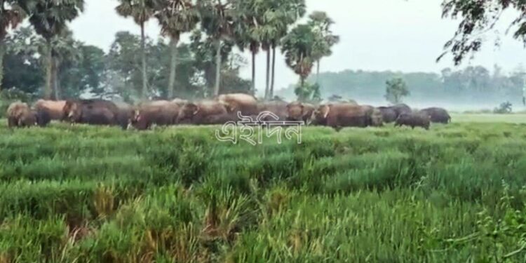 আউশগ্রাম এলাকা ছাড়তে নারাজ বাঁকুড়া থেকে আসা গজরাজবাহিনী