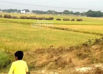 বাঁকুড়ার পাত্রসায়রে ধানজমি তথনচ করে পূর্ব বর্ধমানের ভাতারের মুখে বুনো হাতির দল, আতঙ্ক এলাকায়