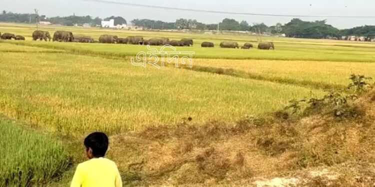 বাঁকুড়ার পাত্রসায়রে ধানজমি তথনচ করে পূর্ব বর্ধমানের ভাতারের মুখে বুনো হাতির দল, আতঙ্ক এলাকায়
