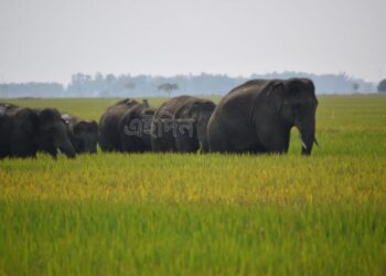 গ্রামবাসীদের বাধার মুখে পড়ে হাতির দল গুসকরার দিকে, আতঙ্ক এলাকায়