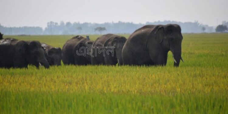 গ্রামবাসীদের বাধার মুখে পড়ে হাতির দল গুসকরার দিকে, আতঙ্ক এলাকায়