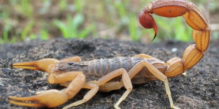 মিশরের আসওয়ানে ঝড়-ঝঞ্ঝার সময়   বিছের ঝাঁকের হানা, বিছের দংশনে মৃত ৩, আহত শতাধিক