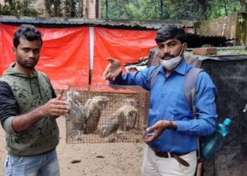 বর্ধমানে ৫ টি লক্ষ্মীপ্যাঁচা উদ্ধার করল স্বেচ্ছাসেবী সংগঠনের সদস্যরা