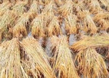 অসময়ের বৃষ্টিতে নষ্ট জমির ধান, হতাশায় আত্মঘাতী ভাগচাষী