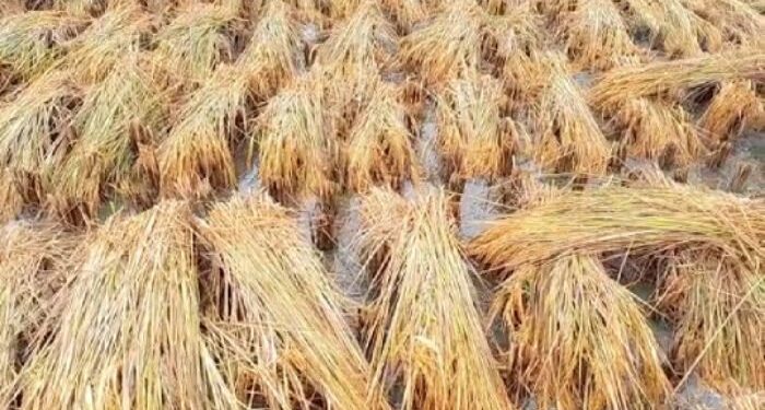 অসময়ের বৃষ্টিতে নষ্ট জমির ধান, হতাশায় আত্মঘাতী ভাগচাষী