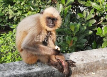আহত হনুমানকে উদ্ধার করে বনদপ্তরের হাতে তুলে দিলেন কাটোয়ার দম্পতি