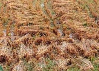 অসময়ের বৃষ্টিতে আমন ধান চাষ ক্ষতিগ্রস্ত হওয়ার কারণে ফের আত্মঘাতী চাষী