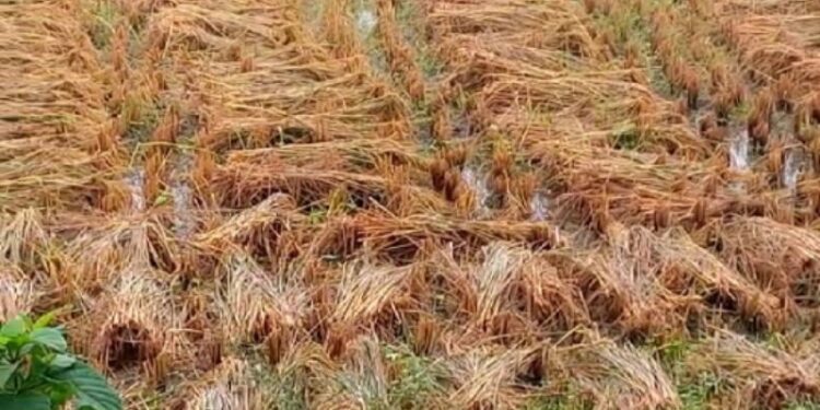 অসময়ের বৃষ্টিতে আমন ধান চাষ ক্ষতিগ্রস্ত হওয়ার কারণে ফের আত্মঘাতী চাষী
