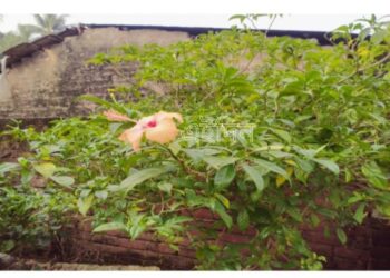 টগর গাছে ফুটেছে জবাফুল, তোলপাড় পূর্বস্থলী