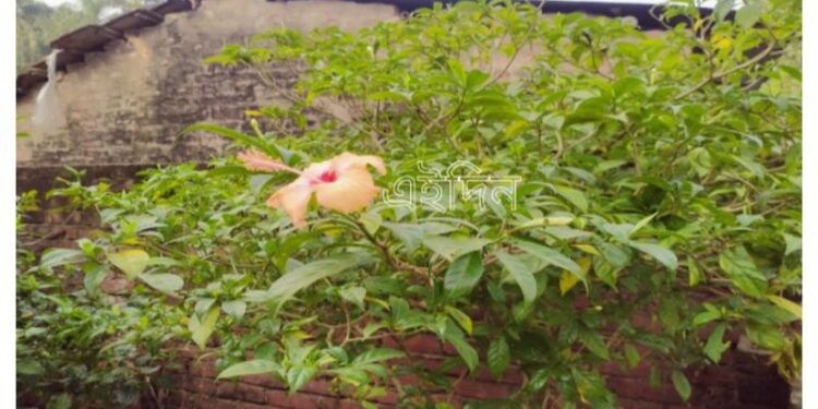 টগর গাছে ফুটেছে জবাফুল, তোলপাড় পূর্বস্থলী