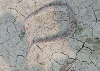 চন্দ্রবোড়া সাপের কামড়ে কৃষকের মৃত্যু