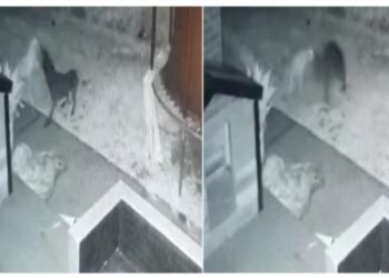 মাঝরাতে ‘ভূত বন্ধু’র সাথে খেলায় মজলো পোষা কুকুর, সিসিটিভি ফুটেজ দেখে হতবাক মালিক !